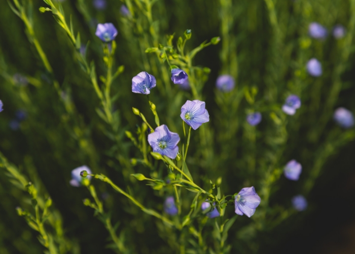 ©Alliance for European Flax-Linen & Hemp Lin Floraison