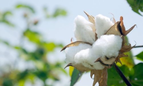 Les facettes du coton biologique